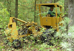 Elk River Tree Disease Treatment