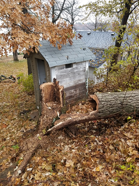 Hazard Tree Removal
