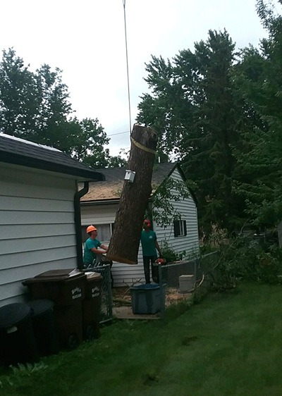 Anoka Tree Removal