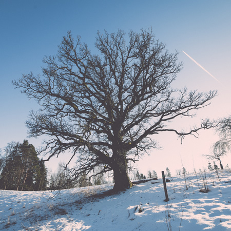 Winter Tree Pruning Photo