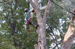 Foley, MN Tree Pruning Photo