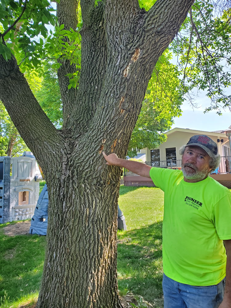 Evidence of Emerald Ash Borer