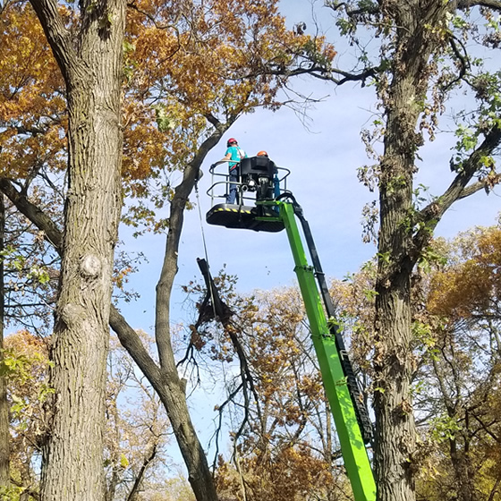 Andover Tree Pruning