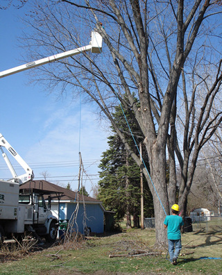 Oak Grove Tree Service Company