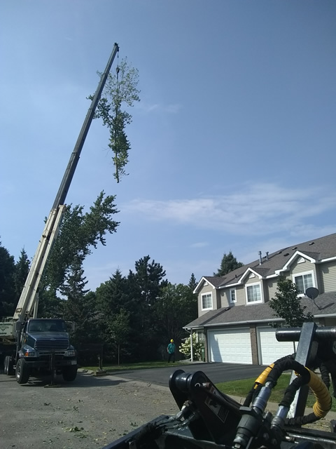 Milaca, MN Dangerous Tree Removal Photo