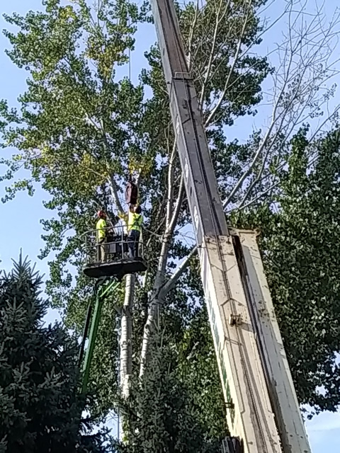 Foley, MN Dangerous Tree Removal Photo