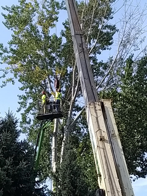 Dangerous Tree Removal Foley, MN Dangerous Tree Removal Photo