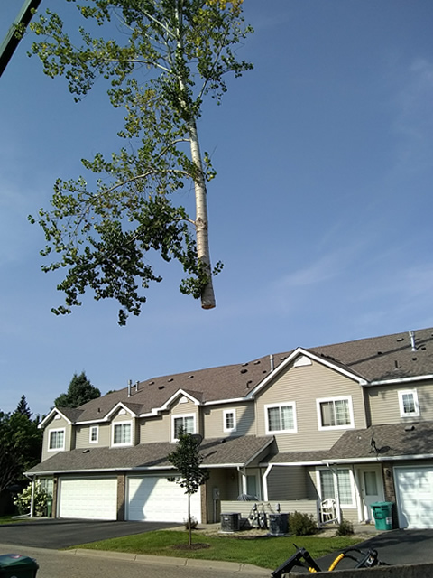 Dangerous Tree Removal Milaca, MN Dangerous Tree Removal Photo