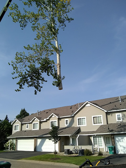 Milaca, MN Dangerous Tree Removal Photo