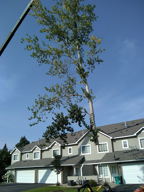 Foley, MN Dangerous Tree Removal Photo