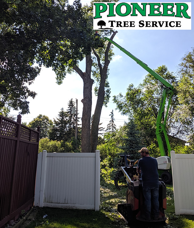 Elk River Oak Tree Trimming Photo