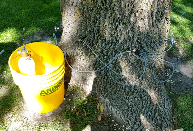 Anoka Emerald Ash Borer