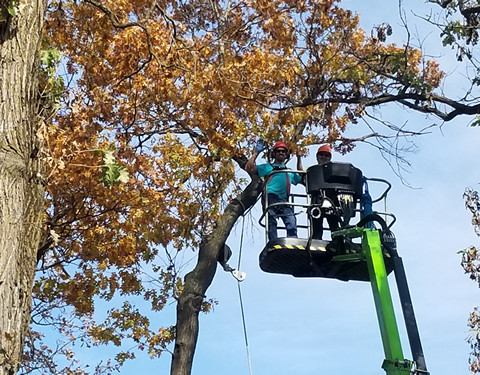 Trim your Oak trees in Winter