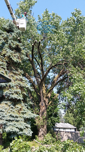 Foley, MN Tree Removal
