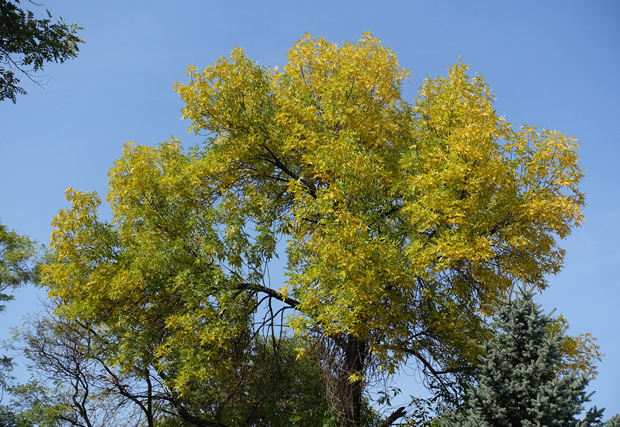 Ash Tree Removal Golden Valley MN