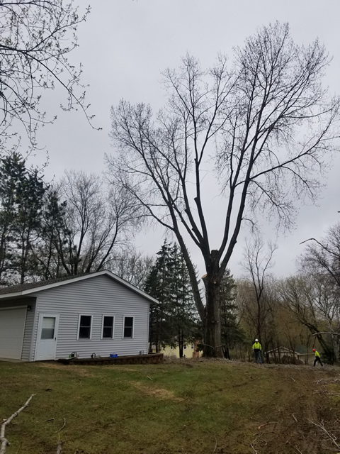 Hazard Tree Removal in Princeton MN Hazard Tree Removal