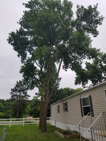 Foley, MN Hazardous Tree Removal Photo