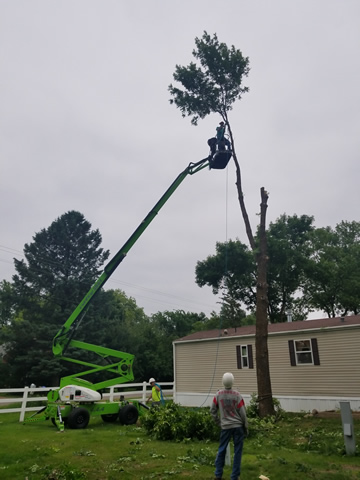 Milaca, MN Hazardous Tree Removal Photo