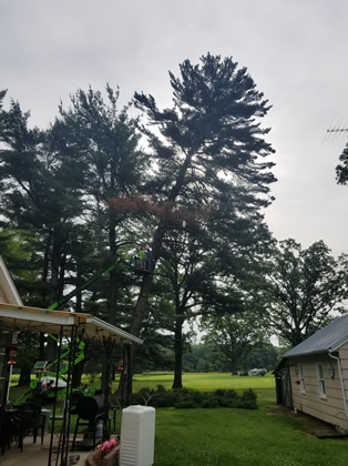 Hazardous Tree Removal Princeton, MN Hazardous Tree Removal Photo