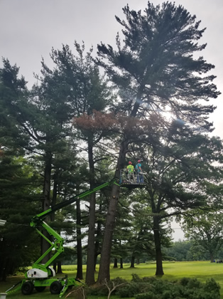 Princeton, MN Hazardous Tree Removal Photo