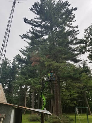 Cambridge, MN Hazardous Tree Removal Photo