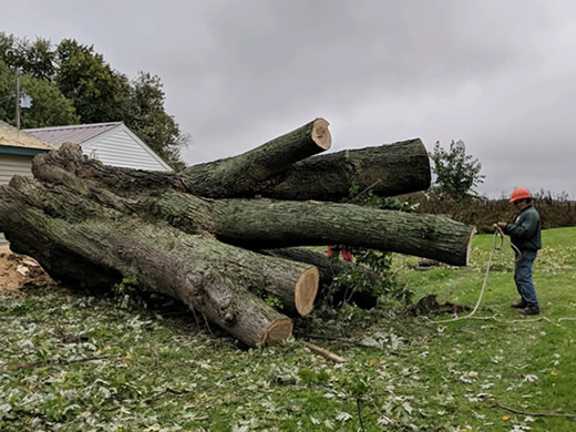 Tree Removal Nowthen, MN