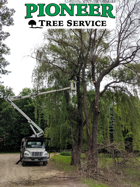 Princeton Large Tree Removal