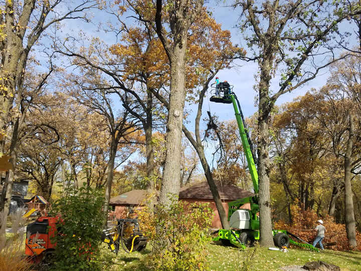 Sherburne County Oak Tree Trimming Sherburne County Oak Tree Trimming Photo