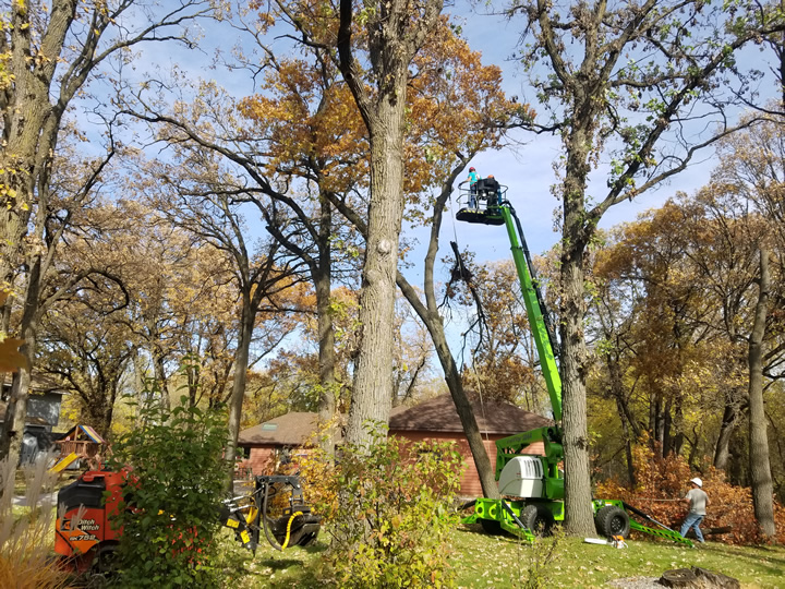 Princeton, MN Fall & Winter Tree Pruning Photo