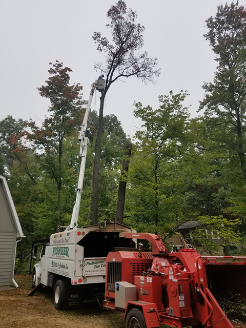 Sherburne County Oak Tree Trimming Sherburne County Oak Tree Trimming Photo