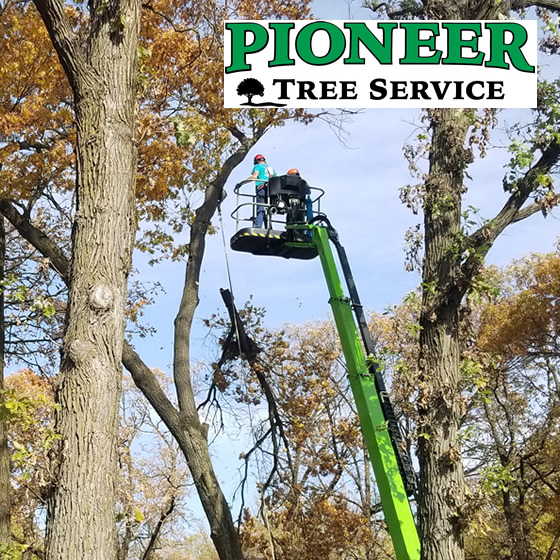 Sherburne County Oak Tree Trimming Photo