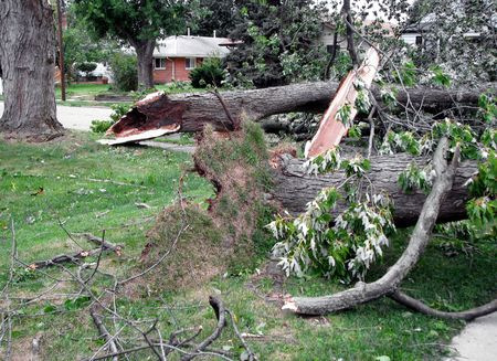 Anoka Storm Damaged Trees
