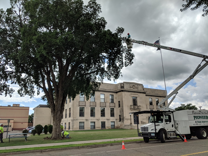 Treating Elm trees to prevent Dutch Elm Disease in Anoka County, MN