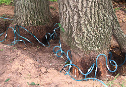 Root Plowing for Oak Wilt