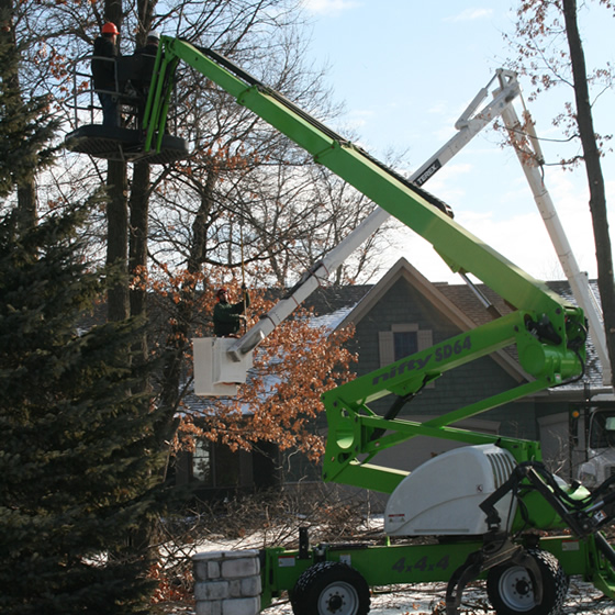 Anoka Tree Pruning