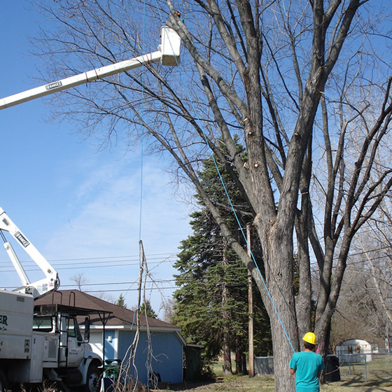 Tree Pruning Blaine, MN