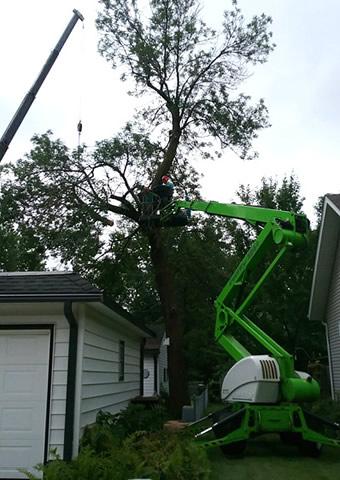 Coon Rapids Tree Removal