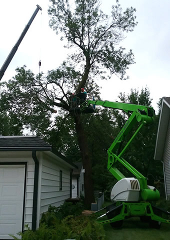 Anoka Tree Removal