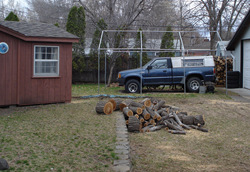 Twin Cities diseased tree treatments