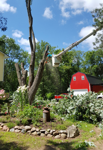 Andover, MN Tree Trimming