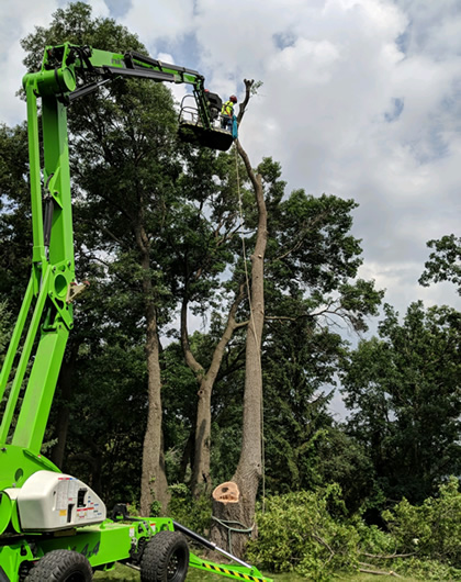 Tree Removal Anoka, MN Photo