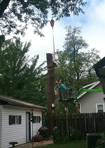 Princeton Tree Removal