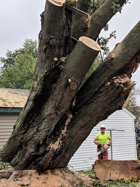 Elk River, MN Tree Removal Photo