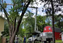 Ham Lake Tree Removal