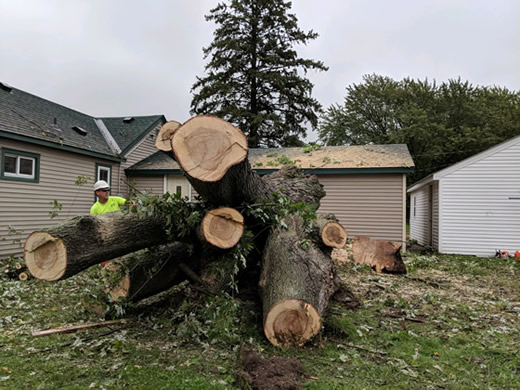 Nowthen, MN Tree Service