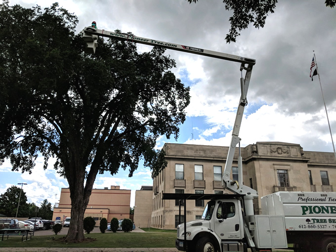 Tree Trimming Photo