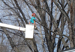 Bethel, MN Tree Pruning Photo