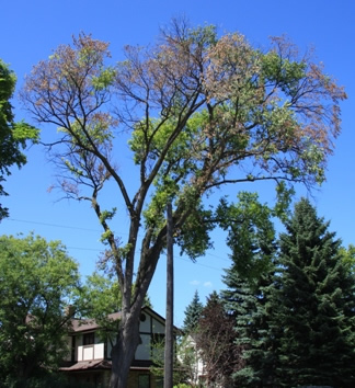 Dutch Elm Disease Treatment Anoka, MN Photo