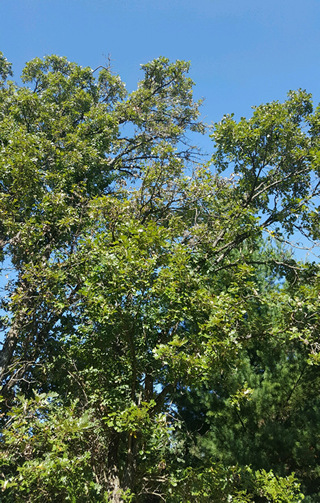Fall is the best time to trim oak trees - Ham Lake, MN trim your Oak trees