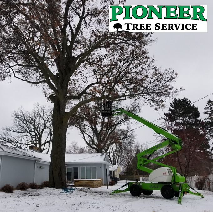 Mora MN Winter Oak Tree Trimming